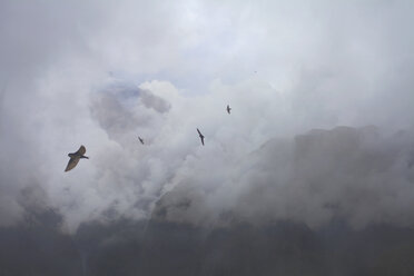 Swallows flying above mountain tops, Machu Picchu, Peru - CUF41752
