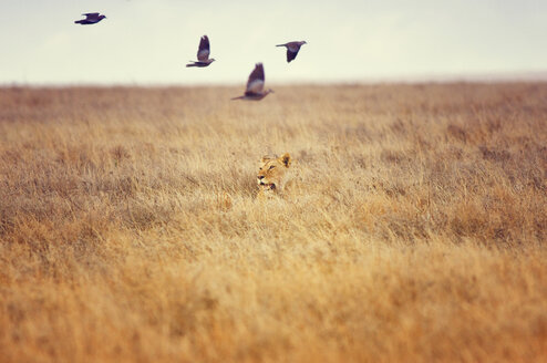 Löwin auf der Jagd, Serengeti, Tansania, Afrika - CUF41798