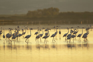 Große Gruppe von Flamingos (Phoenicopterus roseus), Region Oristano in Sardinien, Italien - CUF41808