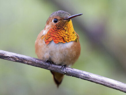 Allen's Kolibri, Selasphorus sasin - CUF41812