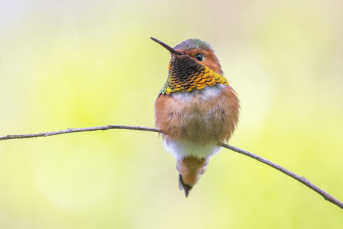 Allen's Kolibri, Selasphorus sasin - CUF41817