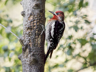 Red Breasted Sapsucker, Sphyrapicus ruber - CUF41818