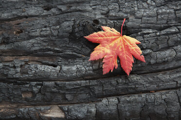 Ein rotbraunes Ahornblatt an einem Baumstamm. Herbst. - MINF00020