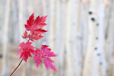 Rote Ahornblätter auf einem Stängel vor einem hellen Hintergrund, Herbst. - MINF00021