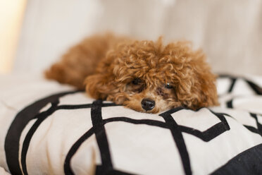 Dog lying on bed - CUF42112