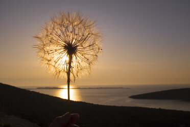 Kroatien, Istrien, Losinj, Riesige Pusteblume bei Sonnenuntergang - HAMF00333