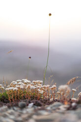 Spain, Catalonia, Grasses on Montcau at sunset - AFVF00791