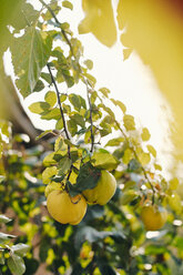 Ripe quinces at tree - BZF00426