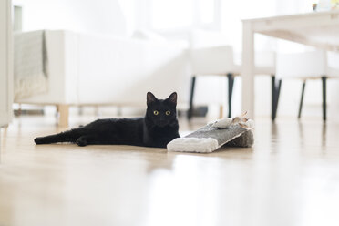 Schwarze Katze auf dem Boden liegend mit Spielzeug im Wohnzimmer - CHPF00491