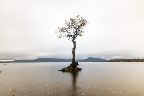 UK, Scotland, the lone tree in Loch Lomond lake stock photo