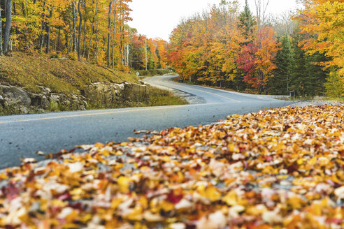 Kanada, Ontario, Hauptstraße durch bunte Bäume im Algonquin Parkgebiet - WPEF00710