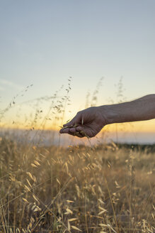 Spanien, Katalonien, Hand zupft Gräser auf Montserrat bei Sonnenuntergang - AFVF00796
