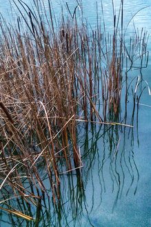 See, Gras, Berlin, Deutschland - NGF00449