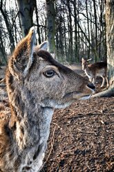 lieb, Wald, Deutschland - NGF00456