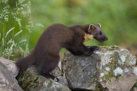 UK, Scotland, pine marten stock photo