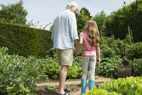 Großvater und Enkelin halten sich im Garten an den Händen - CUF43113