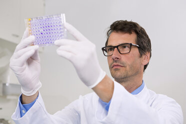 Männlicher Wissenschaftler im Labor mit einer 96-Well-Mikrotiterplatte mit Kristallviolettlösung zur Untersuchung der Toxizität - CUF43209