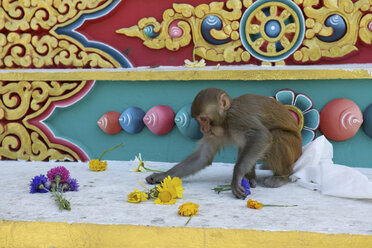 Affe stiehlt Blumen, Buddha Park, Kathmandu, Nepal - CUF43306