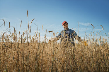 Ein Mann steht in einem Feld voller hoher, reifender Weizen- oder Maisstängel. - MINF00049