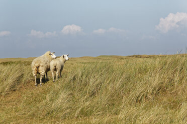 Deutschland, Nordfriesland, Sylt, Schafe auf Wiese - GFF01075