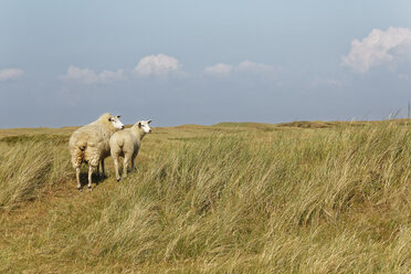 Germany, North Frisia, Sylt, Sheep on meadow - GFF01075