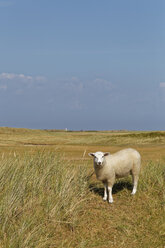 Germany, North Frisia, Sylt, Sheep on meadow - GFF01076