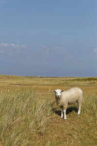 Deutschland, Nordfriesland, Sylt, Schafe auf Wiese - GFF01076