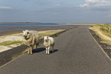 Deutschland, Nordfriesland, Sylt, Schafe auf Landstraße - GFF01077