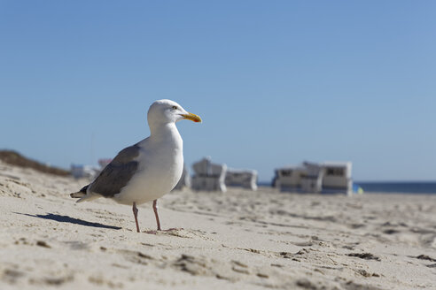 Germany, North Frisia, Sylt, Seagull at the beach - GFF01088