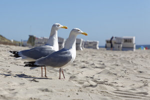 Deutschland, Nordfriesland, Sylt, Seemöwen am Strand - GFF01089