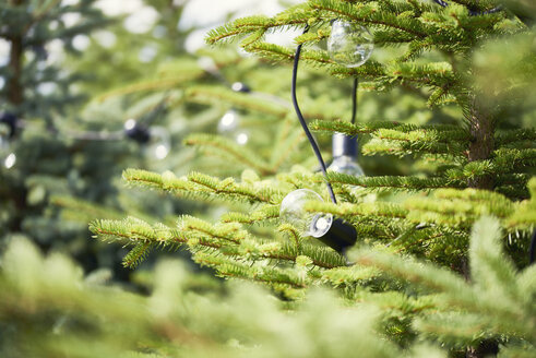 Elektrische Lampen hängen im Tannenbaum - ABIF00705