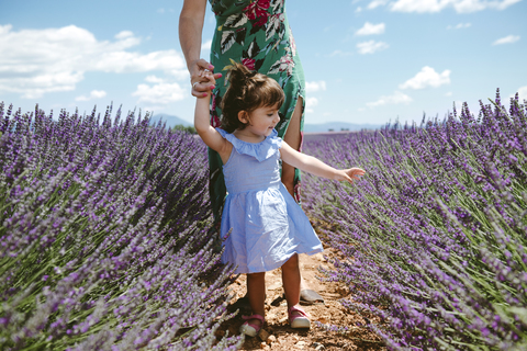 Frankreich, Provence, Hochebene von Valensole, Mutter und Tochter spazieren zwischen Lavendelfeldern im Sommer, lizenzfreies Stockfoto