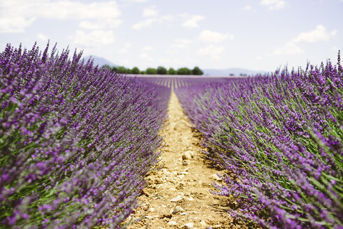 Frankreich, Provence, Hochebene von Valensole, lila blühende Lavendelfelder im Sommer - GEMF02122
