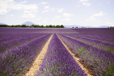 France, Provence, Valensole plateau, Infinite purple fields of blooming lavender in summer - GEMF02123
