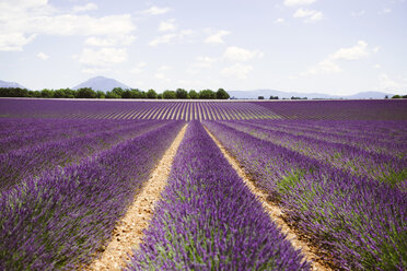 Frankreich, Provence, Hochebene von Valensole, Unendliche violette Felder mit blühendem Lavendel im Sommer - GEMF02123