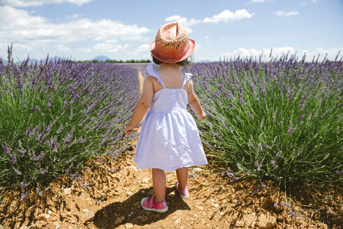 Frankreich, Provence, Hochebene von Valensole, Rückansicht eines kleinen Mädchens in lila Lavendelfeldern im Sommer - GEMF02137