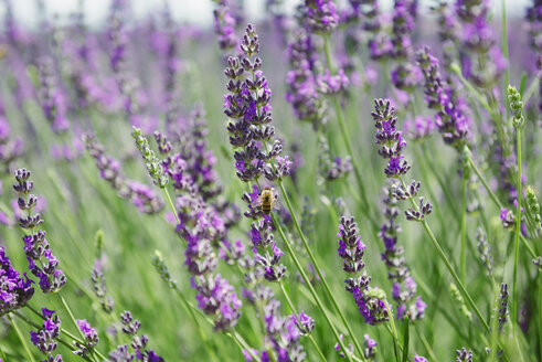 Frankreich, Provence, Nahaufnahme eines blühenden Lavendelfeldes im Sommer - GEMF02146