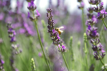 Frankreich, Provence, Nahaufnahme einer Biene auf einer Lavendelblüte im Sommer - GEMF02147