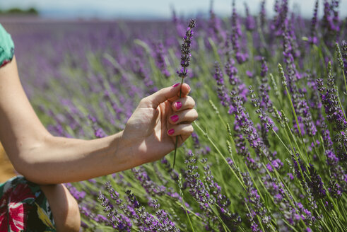 Frankreich, Provence, Frau hält eine Lavendelblüte in einem Feld im Sommer - GEMF02148