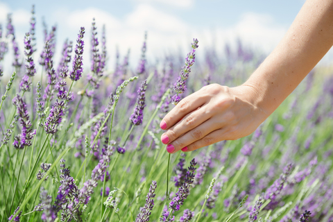 Frankreich, Provence, Frau berührt Lavendelblüten auf einem Feld im Sommer, lizenzfreies Stockfoto