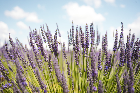 France, Provence, close-up of blooming lavender field in the summer stock photo
