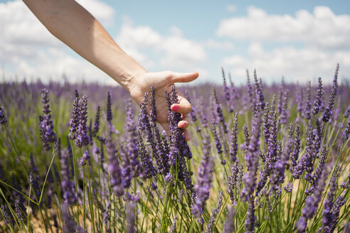 Frankreich, Provence, Frau berührt Lavendelblüten auf einem Feld im Sommer - GEMF02156