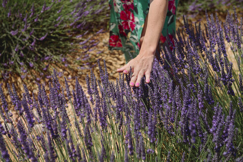 Frankreich, Provence, Frau berührt Lavendelblüten auf einem Feld im Sommer - GEMF02160