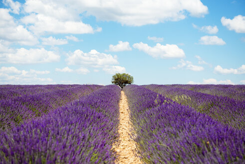 Frankreich, Provence, Hochebene von Valensole, Unendliche violette Felder mit blühendem Lavendel im Sommer - GEMF02161