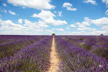 Frankreich, Provence, Hochebene von Valensole, Unendliche violette Felder mit blühendem Lavendel im Sommer - GEMF02162