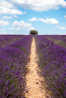 Frankreich, Provence, Hochebene von Valensole, Unendliche violette Felder mit blühendem Lavendel im Sommer - GEMF02163