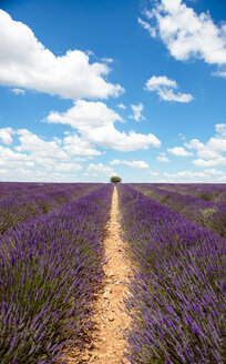 Frankreich, Provence, Hochebene von Valensole, Unendliche violette Felder mit blühendem Lavendel im Sommer - GEMF02164