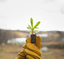 Ein Bio-Bauernhof im Winter in Cold Spring, New York State: Eine behandschuhte Hand hält einen kleinen neuen Setzling mit zwei Sätzen grüner Blätter. - MINF00089