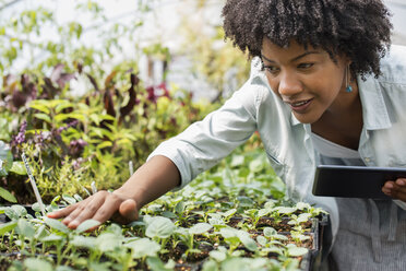 An organic horticultural nursery and farm outside Woodstock. A woman holding a digital tablet. - MINF00106