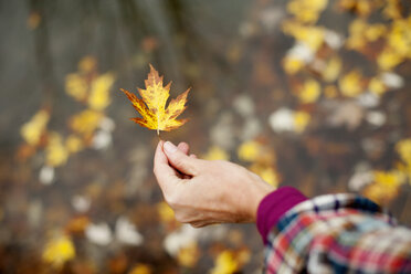 Eine Frau, die ein Herbstblatt in der Hand hält. Ein Ahornblatt, das sich braun färbt. - MINF00141
